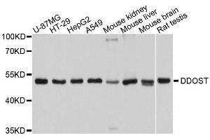 Western blot analysis of extracts of various cell lines, using DDOST antibody. (DDOST anticorps  (AA 40-300))