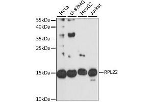 Western blot analysis of extracts of various cell lines, using RPL22 antibody. (RPL22 anticorps  (AA 1-122))