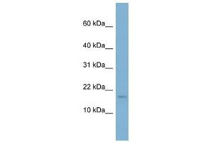 RPS13 antibody used at 1 ug/ml to detect target protein. (RPS13 anticorps  (N-Term))