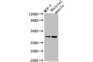 Western Blot Positive WB detected in: MCF-7 whole cell lysate, Mouse skeletal muscle tissue All lanes: USP18 antibody at 2 μg/mL Secondary Goat polyclonal to rabbit IgG at 1/50000 dilution Predicted band size: 44, 42 kDa Observed band size: 44 kDa (USP18 anticorps  (C-Term))