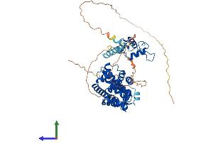 AlphaFold protein structure predicition of Human Recombinant RORA Protein, UniprotID P35398