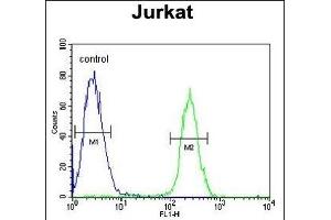 RNF8 Antibody (ABIN653777 and ABIN2843067) flow cytometric analysis of Jurkat cells (right histogram) compared to a negative control cell (left histogram). (RNF8 anticorps)