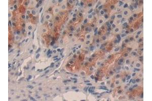 Detection of TFF2 in Rat Stomach Tissue using Monoclonal Antibody to Trefoil Factor 2 (TFF2)