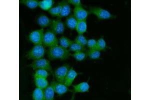 IF analysis of RAB13 using anti-RAB13 antibody (ABIN3043916). (RAB13 anticorps  (C-Term))