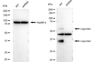 Western blotting analysis using Legumain antibody (ABIN7799247). (Recombinant LGMN anticorps)