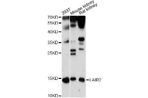 Western blot analysis of extracts of various cell lines, using LAIR2 antibody (ABIN6293062) at 1:1000 dilution.