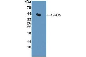 Detection of Recombinant INS, Canine using Polyclonal Antibody to Insulin (INS)