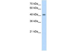 FBXL7 antibody used at 1.