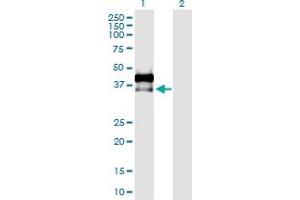 Western Blot analysis of AREG expression in transfected 293T cell line by AREG MaxPab polyclonal antibody. (Amphiregulin anticorps  (AA 1-252))