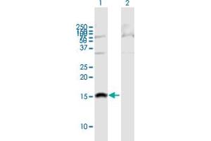 Western Blot analysis of SH2D1B expression in transfected 293T cell line by SH2D1B MaxPab polyclonal antibody. (SH2D1B anticorps  (AA 1-132))