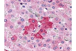 Immunohistochemical staining of Liver (Hepatocytes) using anti- GPR153 antibody ABIN122219 (GPR153 anticorps)