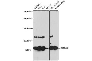 Western blot analysis of extracts of various cell lines, using ERCC6L2 antibody. (ERCC6L2 anticorps)