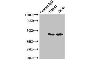 Immunoprecipitating MEIS1 in K562 whole cell lysate Lane 1: Rabbit control IgG (1 μg) instead of ABIN7155782 in K562 whole cell lysate. (MEIS1 anticorps  (AA 1-90))
