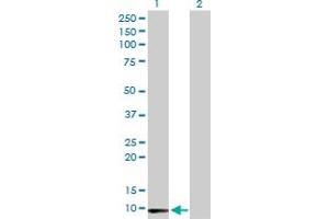 Western Blot analysis of LY6E expression in transfected 293T cell line by LY6E MaxPab polyclonal antibody. (LY6E anticorps  (AA 1-131))