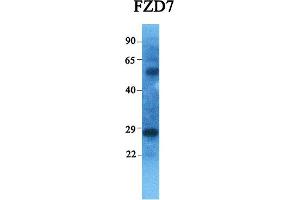 Host:  Rabbit  Target Name:  FZD7  Sample Tissue:  Human Ovary Tumor  Antibody Dilution:  1. (FZD7 anticorps  (C-Term))