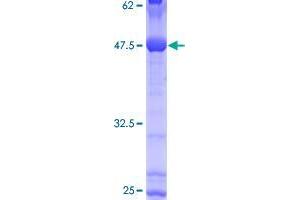 Cadherin 26 (CDH26) (AA 1-165) protein (GST tag)