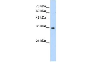 WB Suggested Anti-MORF4L2 Antibody Titration:  1. (MORF4L2 anticorps  (N-Term))
