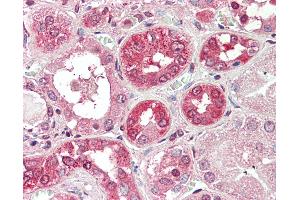 Anti-COG8 antibody IHC staining of human kidney. (COG8 anticorps  (AA 381-393))