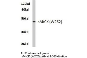 Western blot (WB) analysis of sMtCK antibody in extracts from THP1 cells. (CKMT2 anticorps)