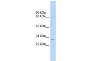 Image no. 1 for anti-Mitochondrial Ribosomal Protein L13 (MRPL13) (AA 107-156) antibody (ABIN6743790) (MRPL13 anticorps  (AA 107-156))