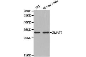 Western Blotting (WB) image for anti-Zinc Finger, Matrin-Type 3 (ZMAT3) antibody (ABIN1876200)