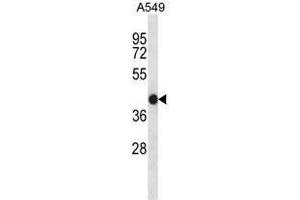 ACTA1/alpha-actin Antibody (C-term) western blot analysis in A549 cell line lysates (35ug/lane).