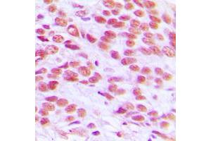 Immunohistochemical analysis of Histone H2A.