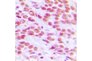 Immunohistochemical analysis of Histone H2A. (H2AFX anticorps  (C-Term))