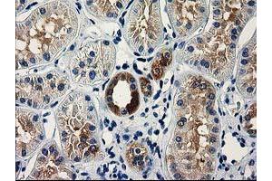 Image no. 1 for anti-V-Set and Immunoglobulin Domain Containing 2 (VSIG2) antibody (ABIN1501737)