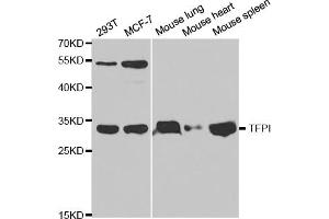 Western blot analysis of extracts of various cell lines, using TFPI antibody. (TFPI anticorps)