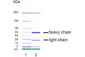 CGE analysis of purified NJ-5C9 monoclonal antibody. (Chromogranin A anticorps)
