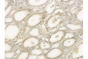 ABIN6257293 and ABIN6273662 at 1/100 staining human normal kidney tissue by IHC-P. (IL-9 anticorps  (Internal Region))