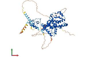 AlphaFold protein structure predicition of Mouse Recombinant Rorc Protein, UniprotID P51450