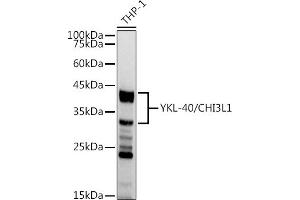 Western blot analysis of extracts of THP-1 cells, using YKL-40/CHI3L1 antibody (ABIN7266328) at 1:1000 dilution. (CHI3L1 anticorps)