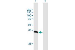 Western Blot analysis of PSMD14 expression in transfected 293T cell line by PSMD14 MaxPab polyclonal antibody.