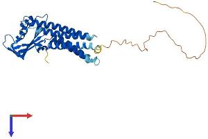AlphaFold protein structure predicition of Human Recombinant DUOXA1 Protein, UniprotID Q1HG43