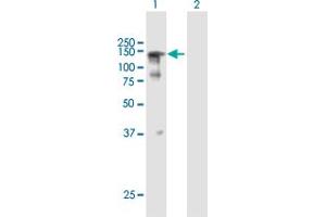 Western Blot analysis of SFRS14 expression in transfected 293T cell line by SFRS14 MaxPab polyclonal antibody. (SFRS14 anticorps  (AA 1-988))