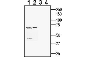 Western blot analysis of rat spleen lysates (lanes 1 and 3) and mouse kidney membranes (lanes 2 and 4):1-2.