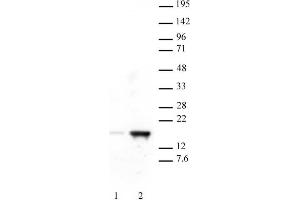 .Histone H3 acetyl Lys18 antibody tested by Western blot. A549 whole-cell extract (20 µg per lane) probed with Histone H3 acetyl Lys18 antibody (0.5 µg/ml).     Lane 1: Untreated cells.     Lane 2: Cells treated with Trichostatin A. (Histone 3 anticorps  (H3K18ac))
