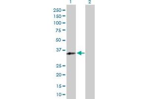 Western Blot analysis of RFXAP expression in transfected 293T cell line by RFXAP MaxPab polyclonal antibody.