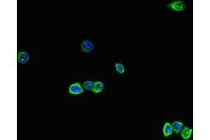 Immunofluorescent analysis of HepG2 cells using ABIN7167280 at dilution of 1:100 and Alexa Fluor 488-congugated AffiniPure Goat Anti-Rabbit IgG(H+L)
