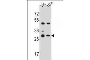 OR4P4 Antibody (C-term) (ABIN656306 and ABIN2845609) western blot analysis in 293,T47D cell line lysates (35 μg/lane).
