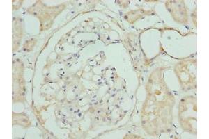 Immunohistochemistry of paraffin-embedded human kidney tissue using ABIN7147805 at dilution of 1:100