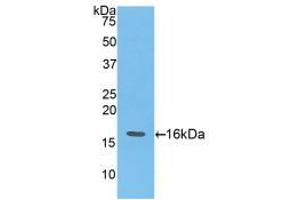 Western blot analysis of recombinant Mouse ANG. (ANG anticorps  (AA 25-145))