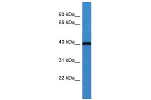 WB Suggested Anti-ASNA1 Antibody Titration: 0. (ASNA1 anticorps  (C-Term))