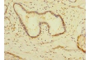 Immunohistochemistry of paraffin-embedded human pancreatic tissue using ABIN7158909 at dilution of 1:100