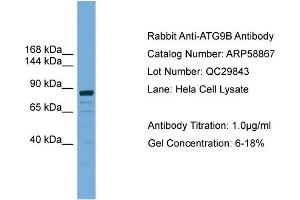 WB Suggested Anti-ATG9B  Antibody Titration: 0. (ATG9B anticorps  (C-Term))