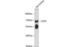 Western blot analysis of extracts of rat kidney, using FZD5 antibody (ABIN6131661, ABIN6140843, ABIN6140845 and ABIN6216524) at 1:3000 dilution.