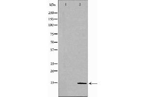 Western blot analysis of Mouse spleen lysate, using CCL28 Antibody. (CCL28 anticorps  (C-Term))