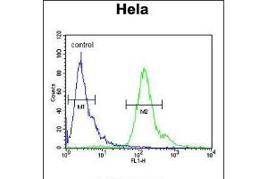 Flow cytometric analysis of Hela cells (right histogram) compared to a negative control cell (left histogram). (MMGT1 anticorps  (C-Term))